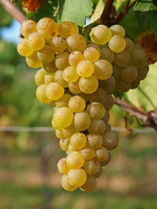 chardonney