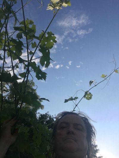 Alles blüht am Eichkogel für unsere Bienen und der Pinot Noir Italiens wächst mir über den Kopf 02.06.2018