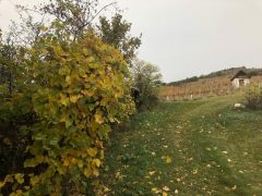 Eichkogel mit unseren Weingartenhütten 24.Oktober 2018