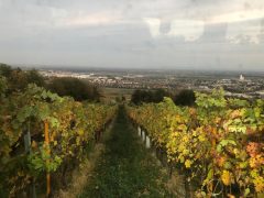 Eichkogel mit unseren Weingartenhütten 24.Oktober 2018